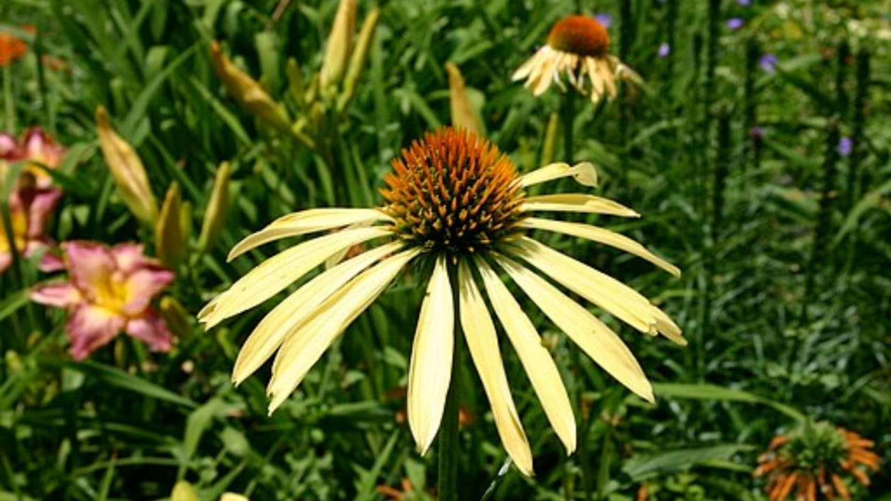 35 Stunning Coneflowers to Brighten Your Garden & How to Keep Them Thriving 24 35 Stunning Coneflowers to Brighten Your Garden & How to Keep Them Thriving - echinacea mango meadowbrite wc