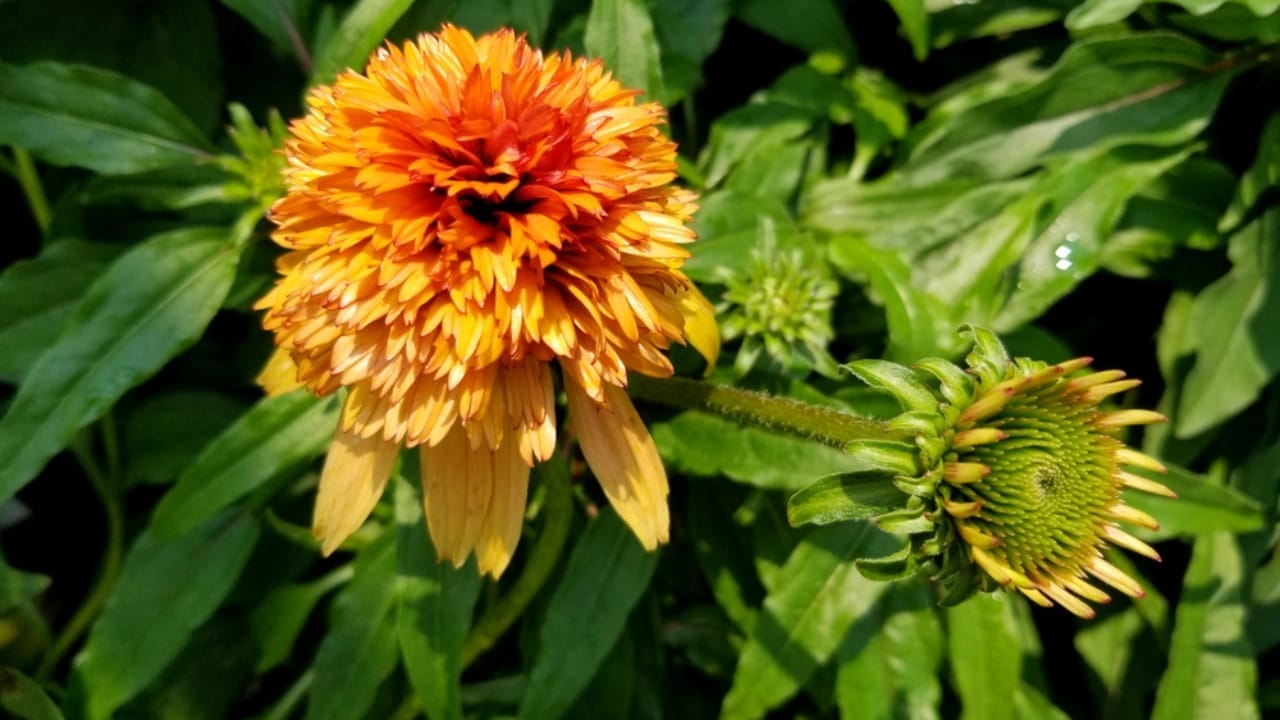 35 Stunning Coneflowers to Brighten Your Garden & How to Keep Them Thriving 32 35 Stunning Coneflowers to Brighten Your Garden & How to Keep Them Thriving - echinacea marmalade ss1413140186