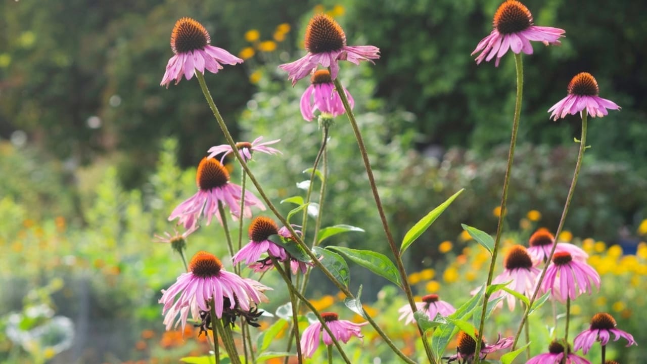35 Stunning Coneflowers to Brighten Your Garden & How to Keep Them Thriving 26 35 Stunning Coneflowers to Brighten Your Garden & How to Keep Them Thriving - echinacea meadowbrite ss2480379855
