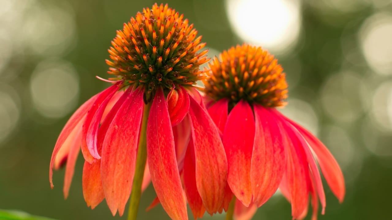 35 Stunning Coneflowers to Brighten Your Garden & How to Keep Them Thriving 25 35 Stunning Coneflowers to Brighten Your Garden & How to Keep Them Thriving - echinacea orange meadowbrite ss1893072880
