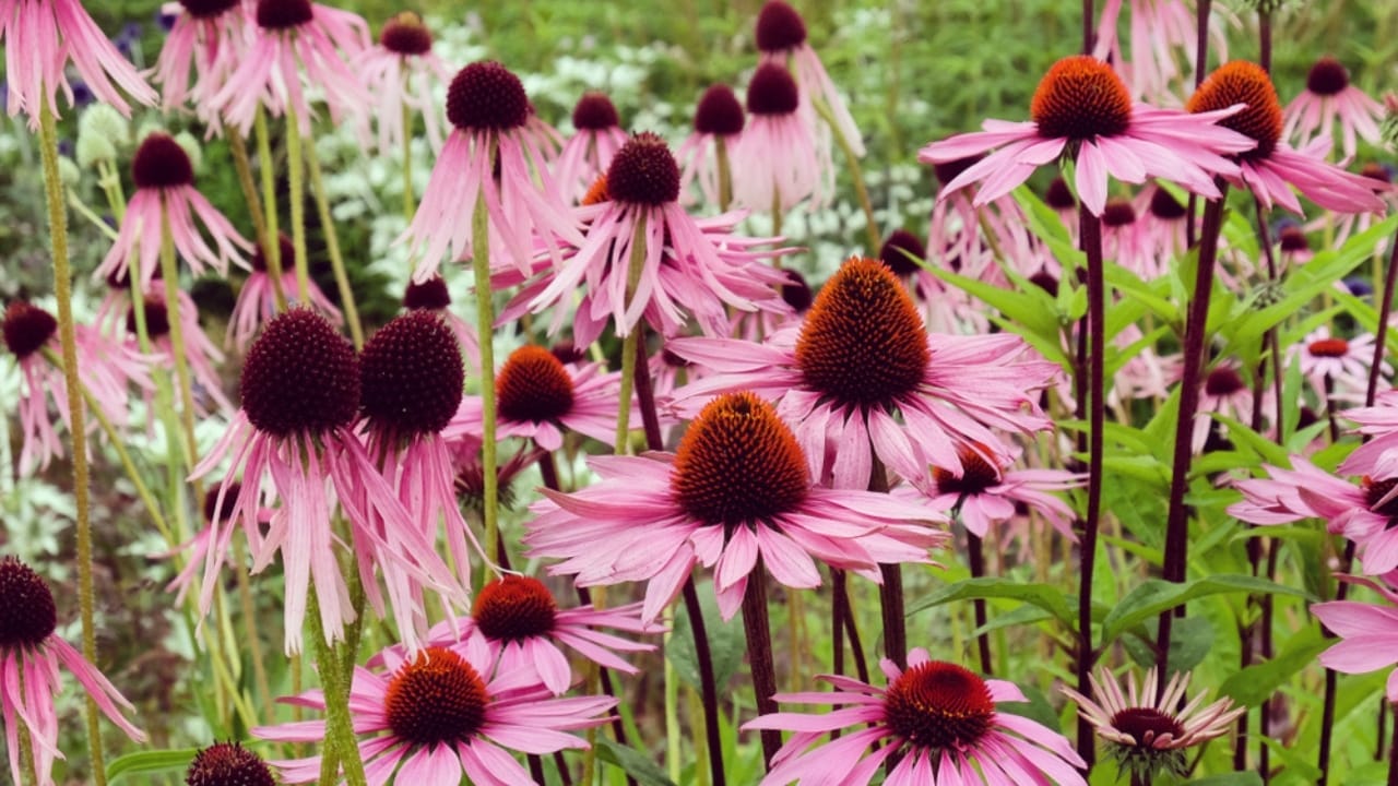 15 Medicinal Plants to Grow at Home for Everyday Use - echinacea primadona ss1466629523