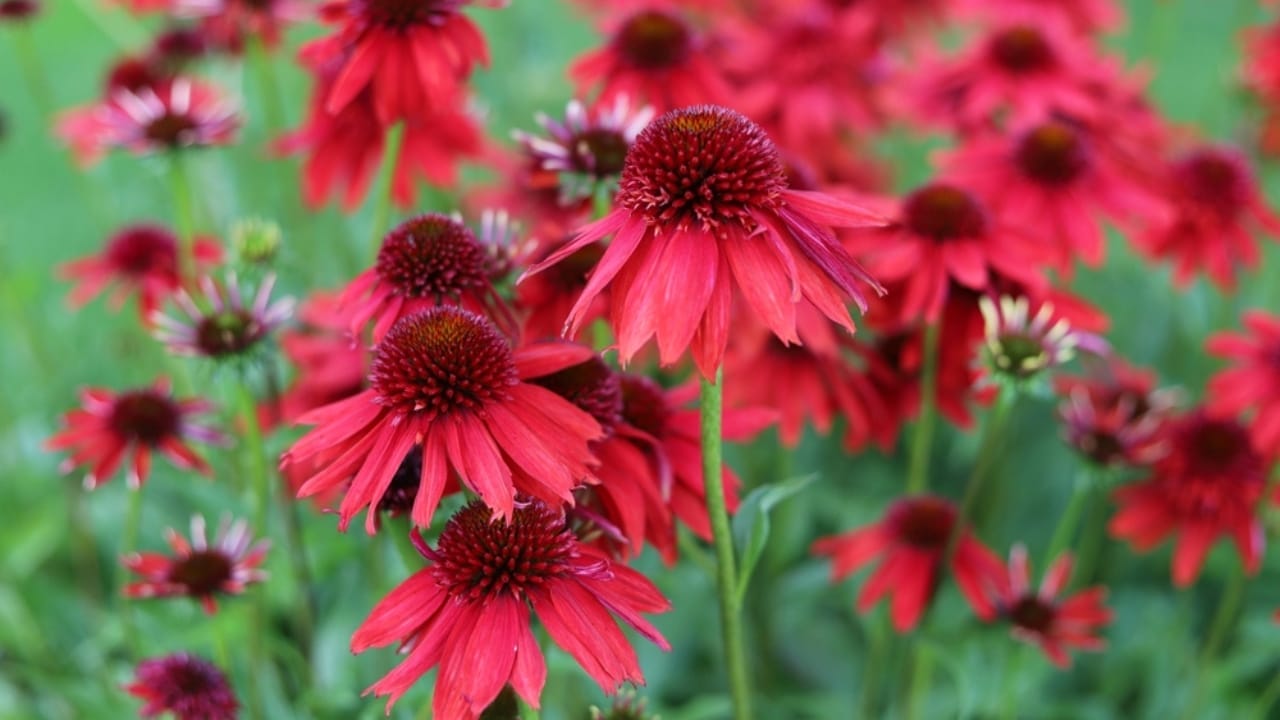 35 Stunning Coneflowers to Brighten Your Garden & How to Keep Them Thriving 34 35 Stunning Coneflowers to Brighten Your Garden & How to Keep Them Thriving - echinacea red flower ss2176976847