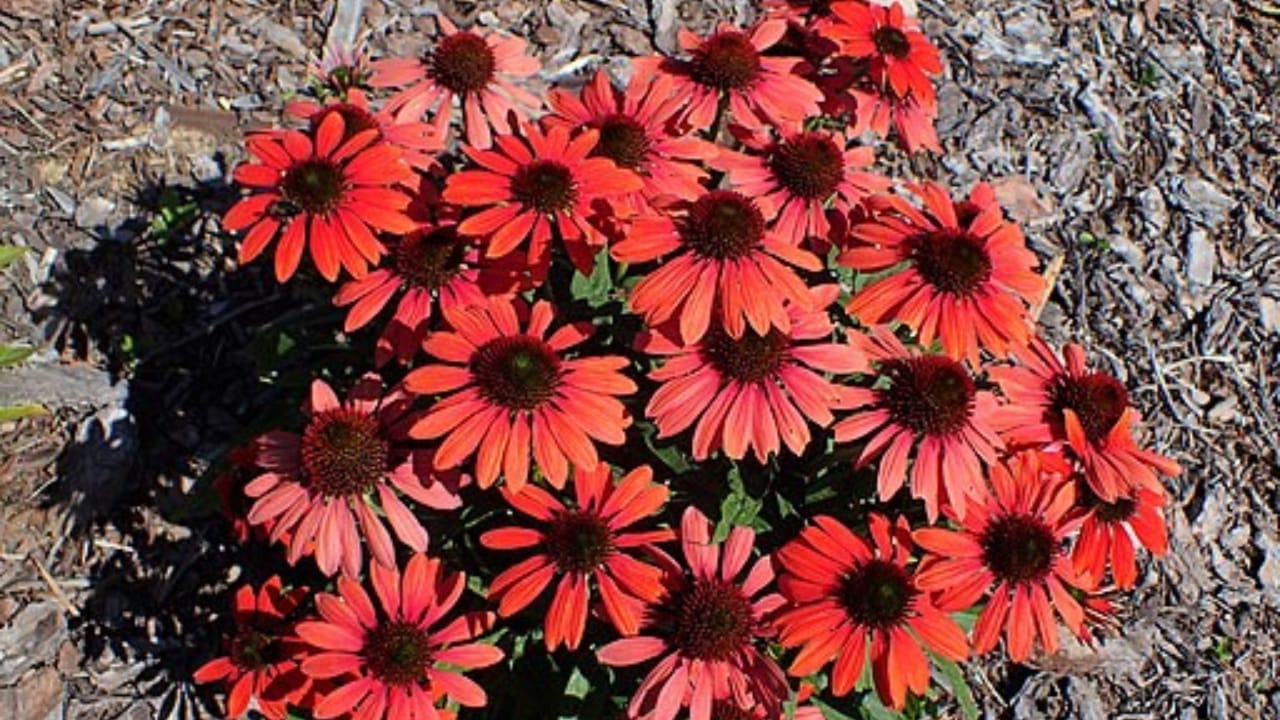 35 Stunning Coneflowers to Brighten Your Garden & How to Keep Them Thriving 29 35 Stunning Coneflowers to Brighten Your Garden & How to Keep Them Thriving - echinacea red wc