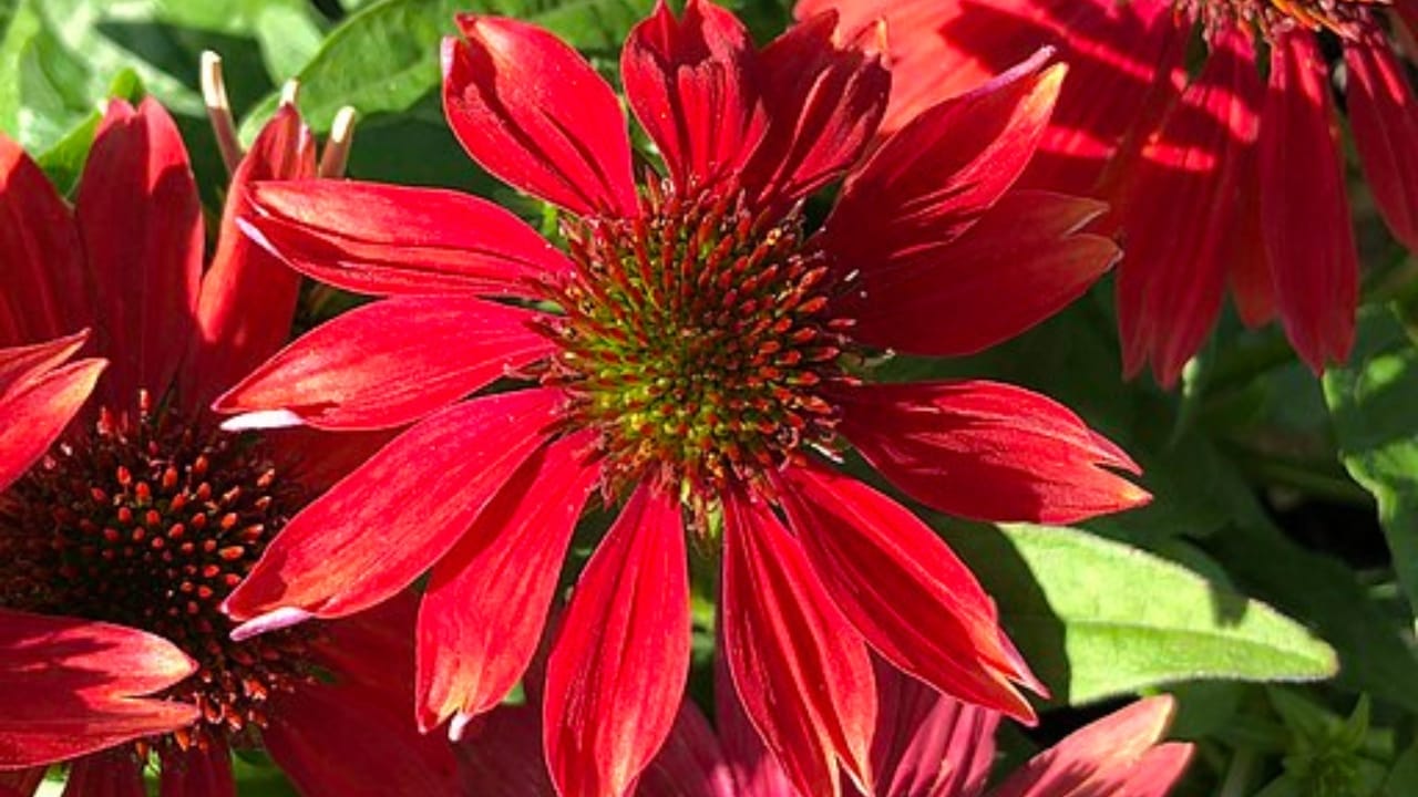 35 Stunning Coneflowers to Brighten Your Garden & How to Keep Them Thriving 35 35 Stunning Coneflowers to Brighten Your Garden & How to Keep Them Thriving - echinacea salsa red wc