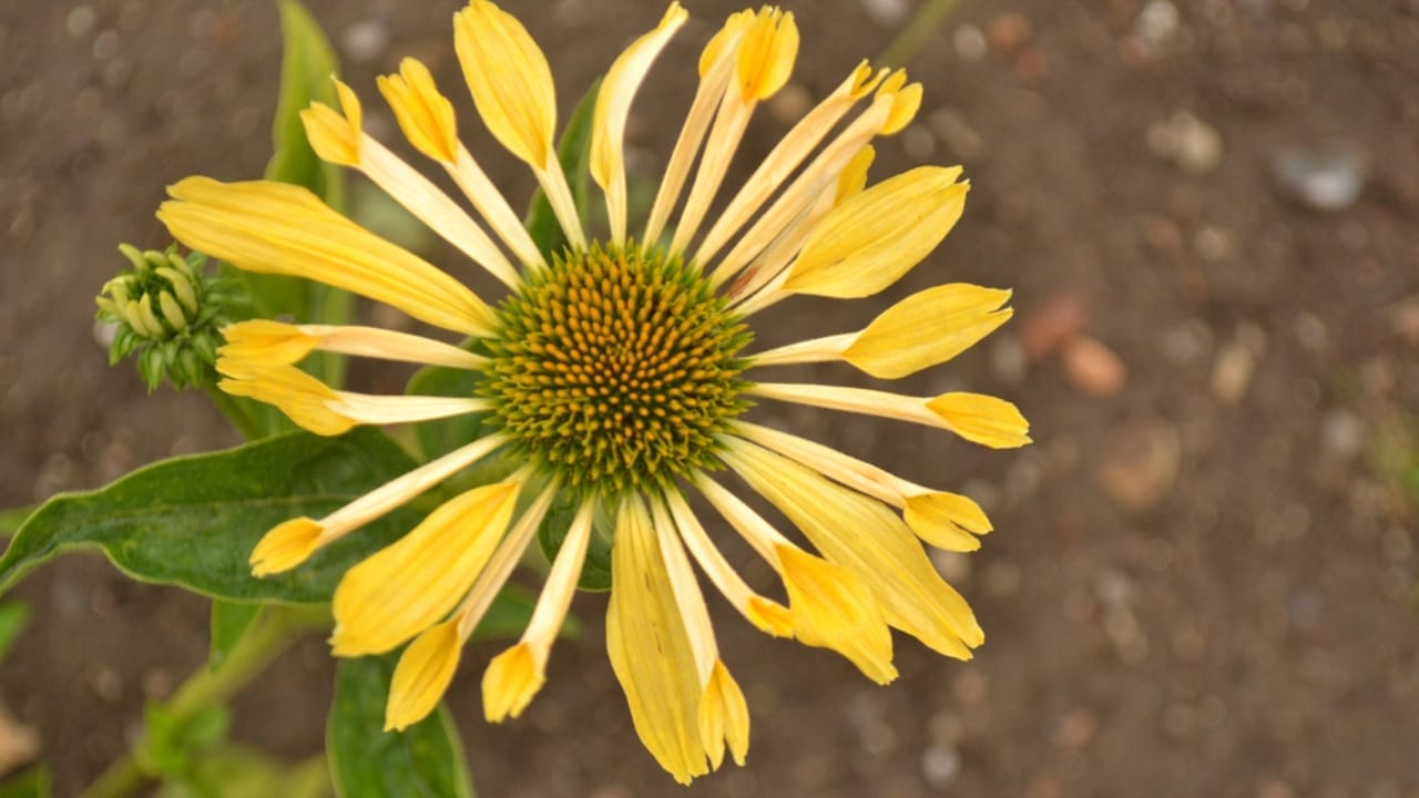 35 Stunning Coneflowers to Brighten Your Garden & How to Keep Them Thriving 16 35 Stunning Coneflowers to Brighten Your Garden & How to Keep Them Thriving - echinacea sunrise ss1703975107
