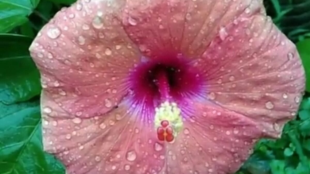 27 Alluring Dark Plants That’ll Make Your Garden Stand Out 23 27 Alluring Dark Plants That’ll Make Your Garden Stand Out - edge of night rose ss2332005271