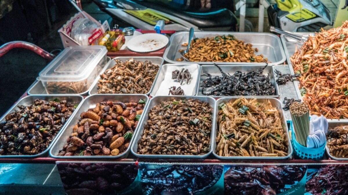 Edible Insects are Gaining Buzz: 7 Things You Should Know 9 Edible Insects are Gaining Buzz: 7 Things You Should Know - edible insects dp222131522