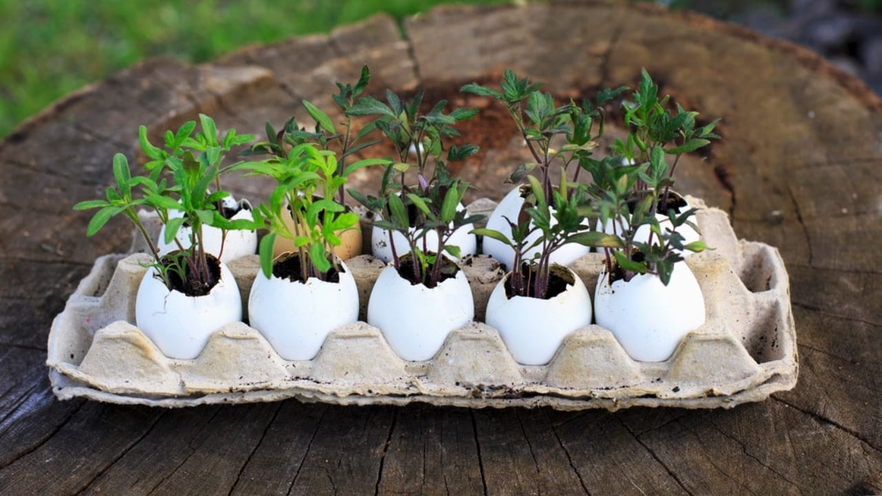 15 Genius Uses for Eggshells in Your Garden - egg shell plant dp234941532