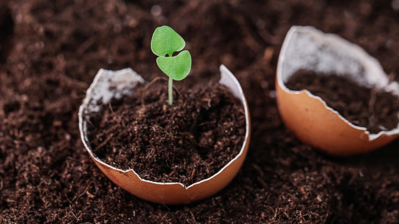15 Genius Uses for Eggshells in Your Garden - eggshell collar dp451280690