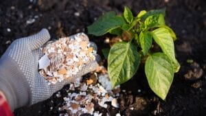 15 Genius Uses for Eggshells in Your Garden 1 15 Genius Uses for Eggshells in Your Garden - eggshell fertilizer ss2447370721
