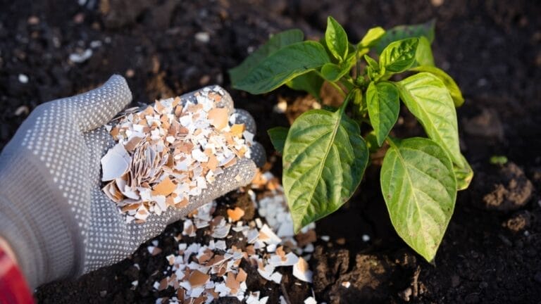 15 Genius Uses for Eggshells in Your Garden - eggshell fertilizer ss2447370721