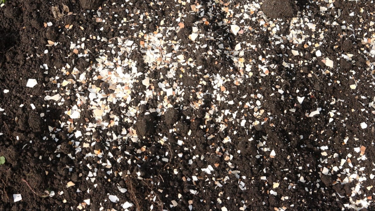 15 Genius Uses for Eggshells in Your Garden 7 15 Genius Uses for Eggshells in Your Garden - eggshell in soil dp457894240
