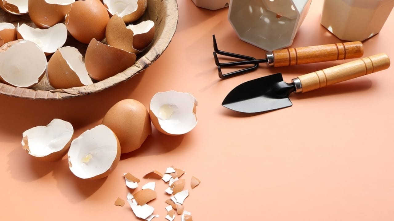 15 Genius Uses for Eggshells in Your Garden - eggshell materials ss2342708205