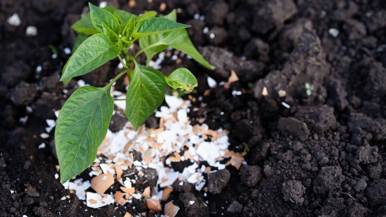 15 Genius Uses for Eggshells in Your Garden 15 15 Genius Uses for Eggshells in Your Garden - eggshell pepper ss2449653291