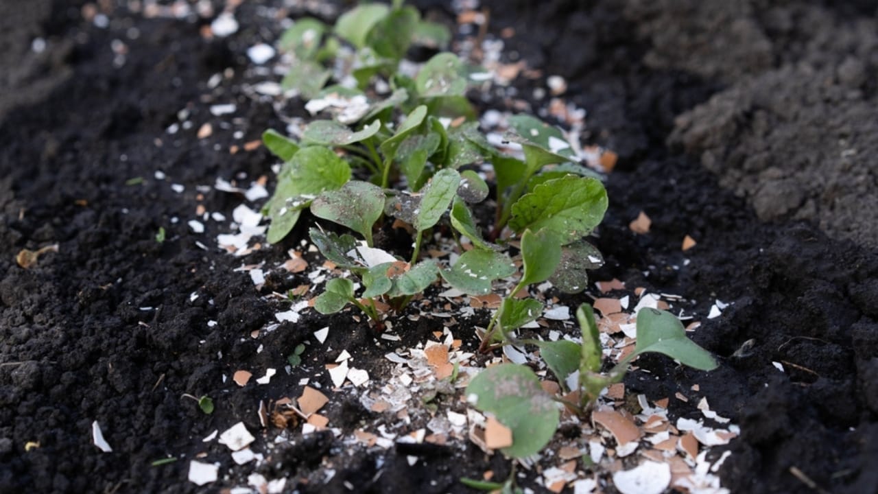 15 Genius Uses for Eggshells in Your Garden - eggshell pests ss2447370717