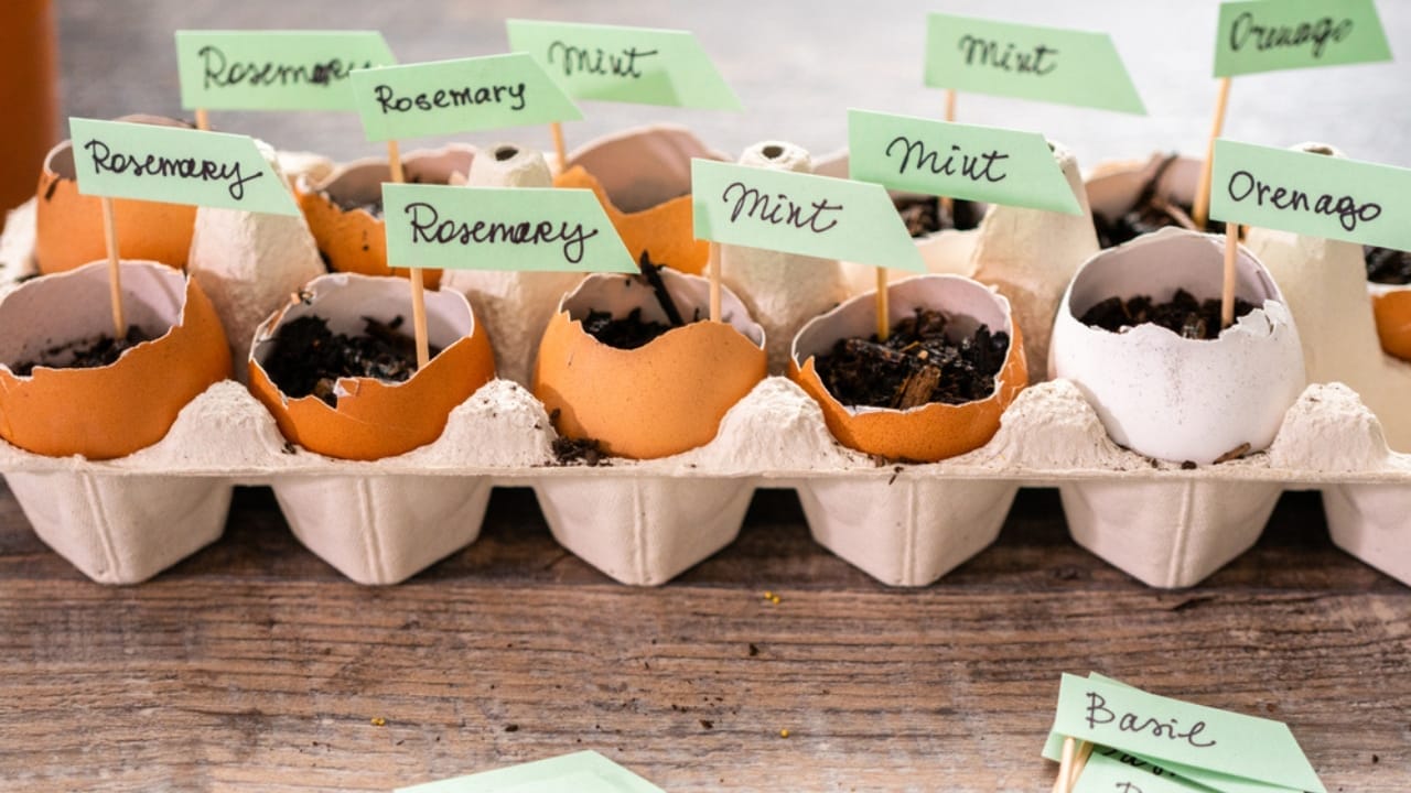 15 Genius Uses for Eggshells in Your Garden - eggshell plant ss1844520499