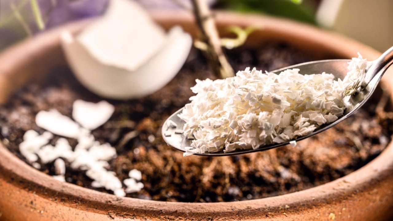 15 Genius Uses for Eggshells in Your Garden 10 15 Genius Uses for Eggshells in Your Garden - eggshell pot dp540345344