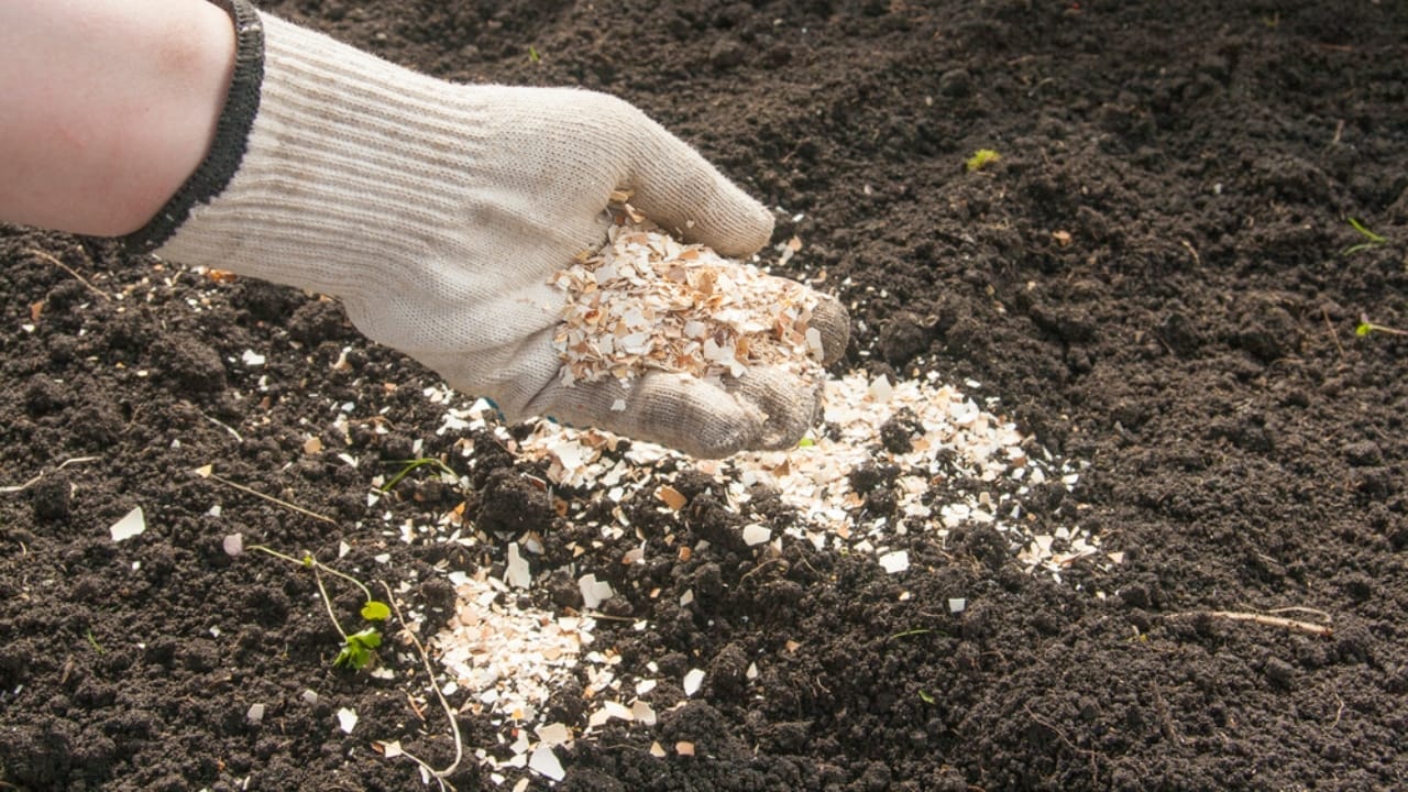 15 Genius Uses for Eggshells in Your Garden - eggshell soil dp390935836