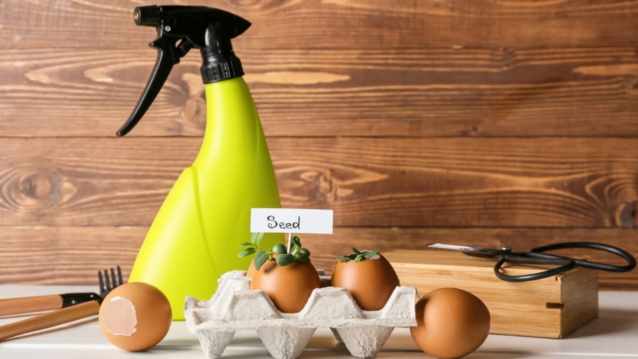 15 Genius Uses for Eggshells in Your Garden 13 15 Genius Uses for Eggshells in Your Garden - eggshell spray ss2105553674