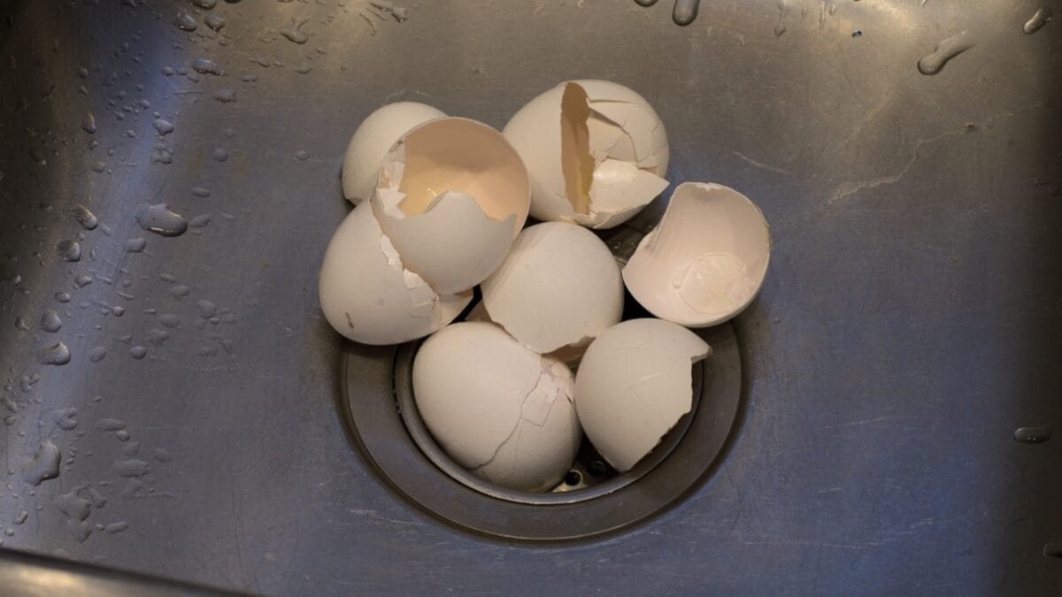 10 Common Kitchen Scraps You Can Safely Feed to Wild Birds - eggshell ss2111882879