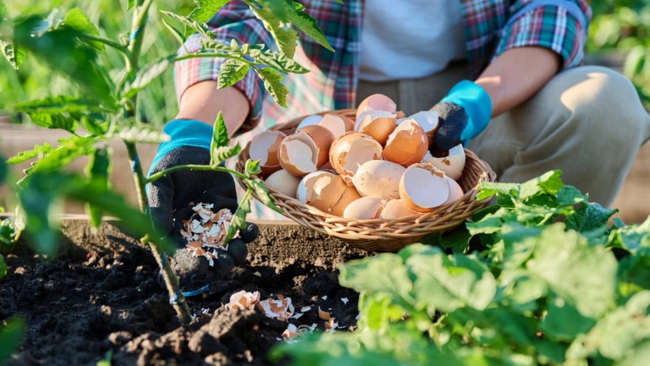 15 Genius Uses for Eggshells in Your Garden - eggshell tomato plant dp730259262