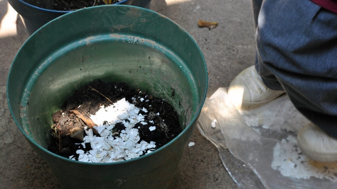 15 Genius Uses for Eggshells in Your Garden - eggshell worm ss2317442037