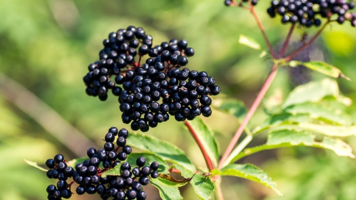 23 Flowering Plants & Herbs That Offer Food for Birds 8 23 Flowering Plants & Herbs That Offer Food for Birds - elderberry dp136612392