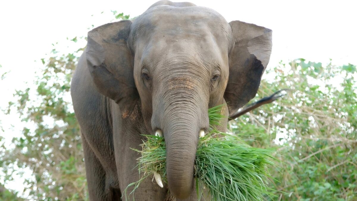 Killing Large Non-Native Herbivores: A Conservation Mistake? - elephant dp33394453