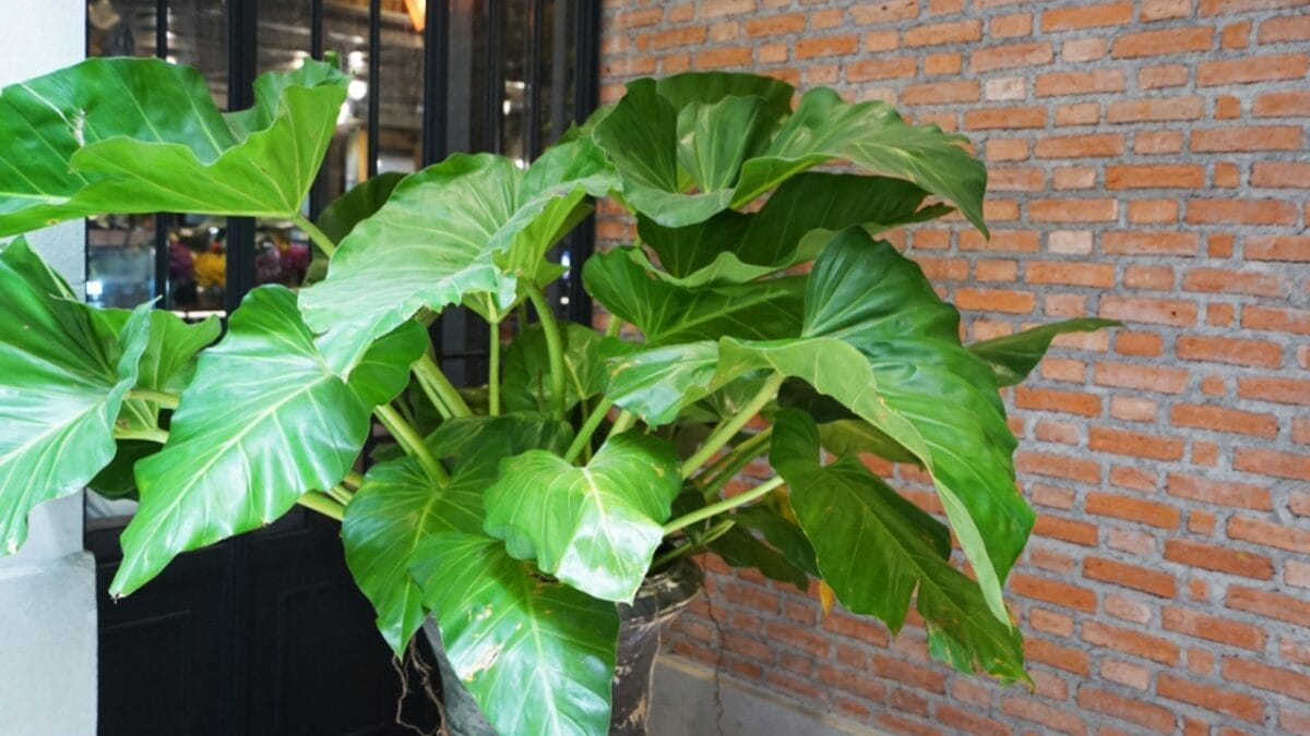 15 Stunning Flowering Bulbs & Tubers for Shady Backyards - elephant ears plant ss1177427062