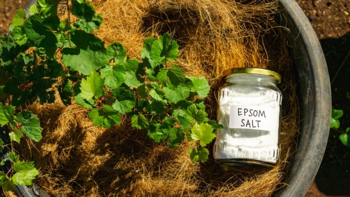 Keep Chipmunks Away with Just Two Household Items You Probably Have - epsom salt ss2394497629