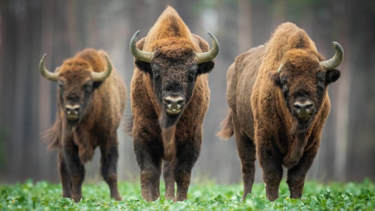 15 of the Most Extreme Animals Roaming Wild in North America - europian bison ss1603954957