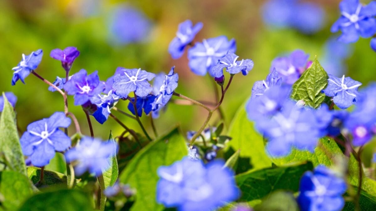 12 Awe-Inspiring Flowers That Bloom Under the Stars at Night 12 12 Awe-Inspiring Flowers That Bloom Under the Stars at Night - evening stock dp45917087