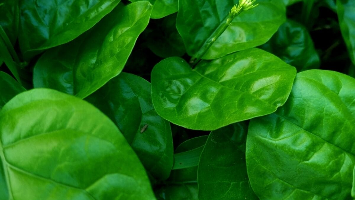 8 Reasons Why Gardeners are Obsessed with Star Jasmine & You Will Be Too 5 8 Reasons Why Gardeners are Obsessed with Star Jasmine & You Will Be Too - evergreen foliage ss2478068849