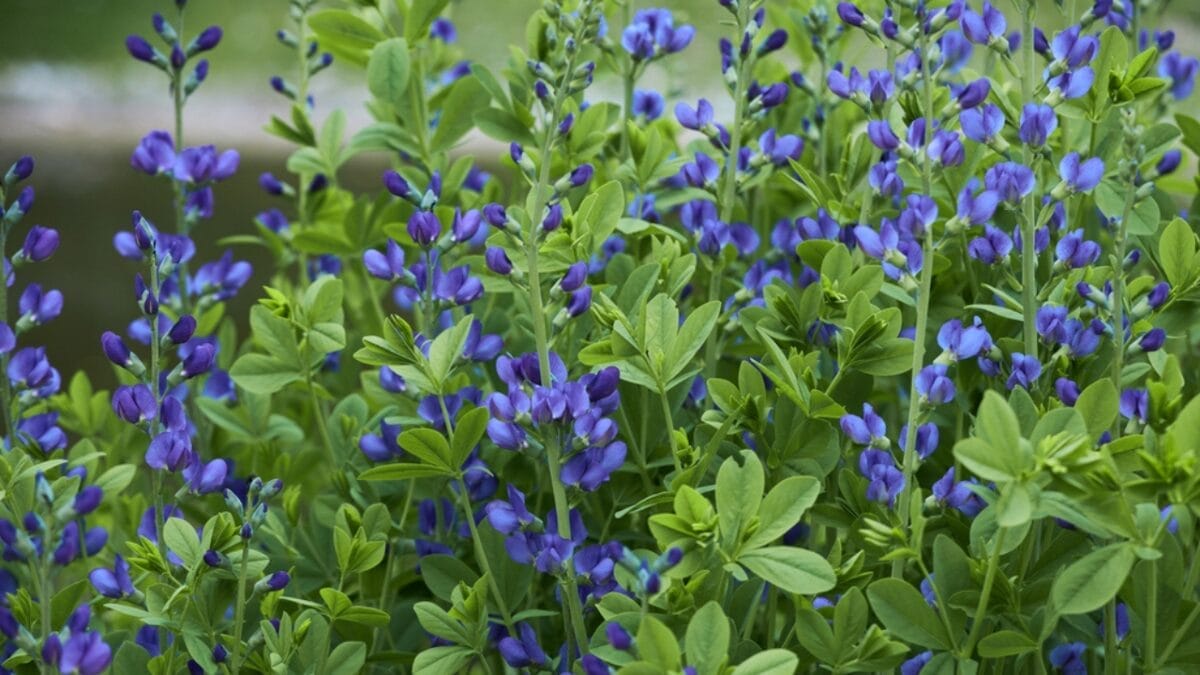 15 Garden Plants That Can Last a Lifetime 4 15 Garden Plants That Can Last a Lifetime - false indigo dp574766258