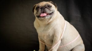 more than 50% of all pets are overweight & why nobody noticed until now 1 more than 50% of all pets are overweight & why nobody noticed until now - fat pug dog ss427847542