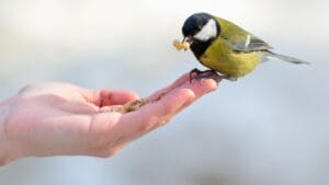 10 Common Kitchen Scraps You Can Safely Feed to Wild Birds 1 10 Common Kitchen Scraps You Can Safely Feed to Wild Birds - feeding wild bird s778607386
