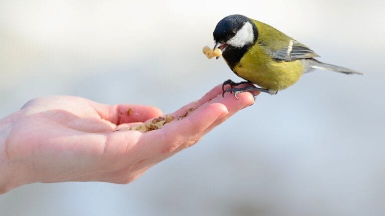10 Common Kitchen Scraps You Can Safely Feed to Wild Birds - feeding wild bird s778607386