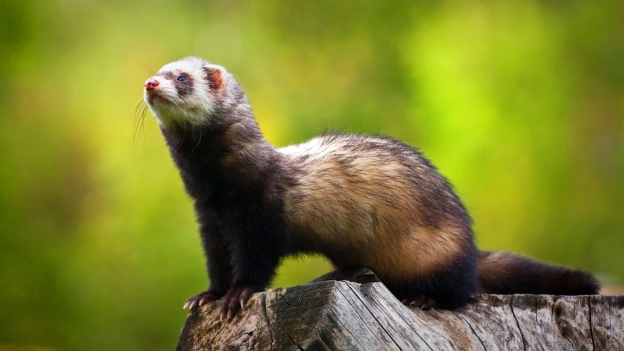 Bird Flu Can Infect Cats: What This Means for Cat Owners 8 Bird Flu Can Infect Cats: What This Means for Cat Owners - ferret dp34999907