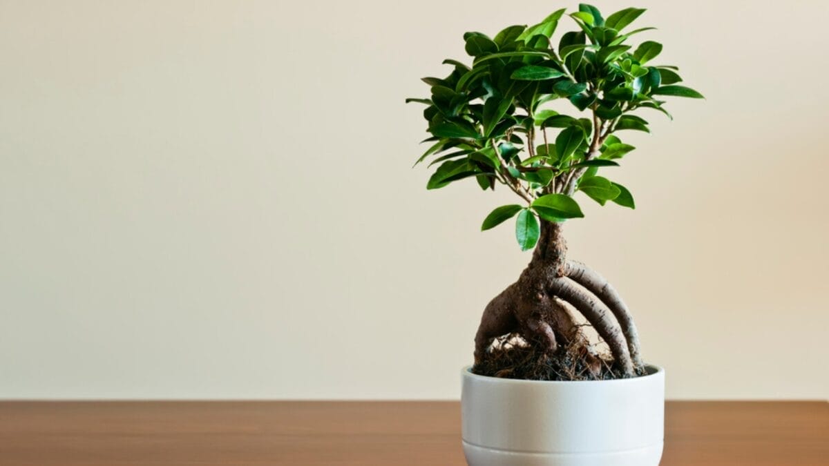 10 Japanese Houseplants for a Calming & Peaceful Living Space - ficus ginseng bonsai dp357396272