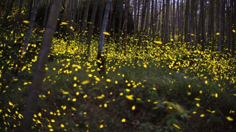 Fading Lights: The Plight of North America's Fireflies 6 Fading Lights: The Plight of North America's Fireflies - fireflies ss1932408632