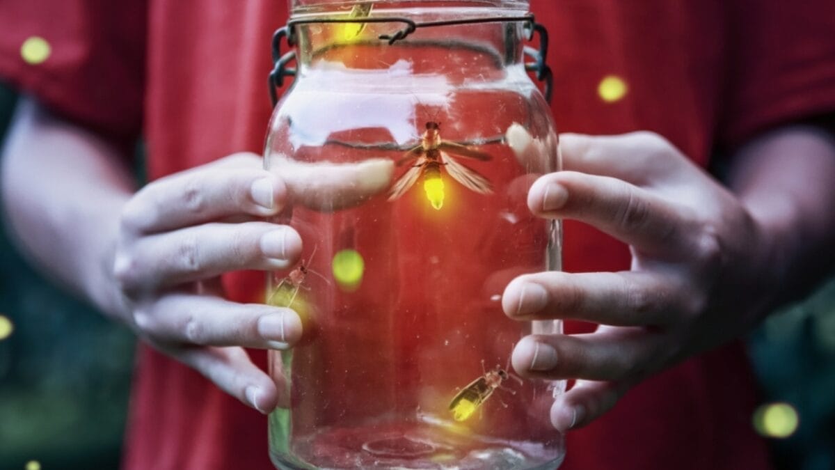 Fading Lights: The Plight of North America's Fireflies 6 Fading Lights: The Plight of North America's Fireflies - firefly in jar ss2467219691