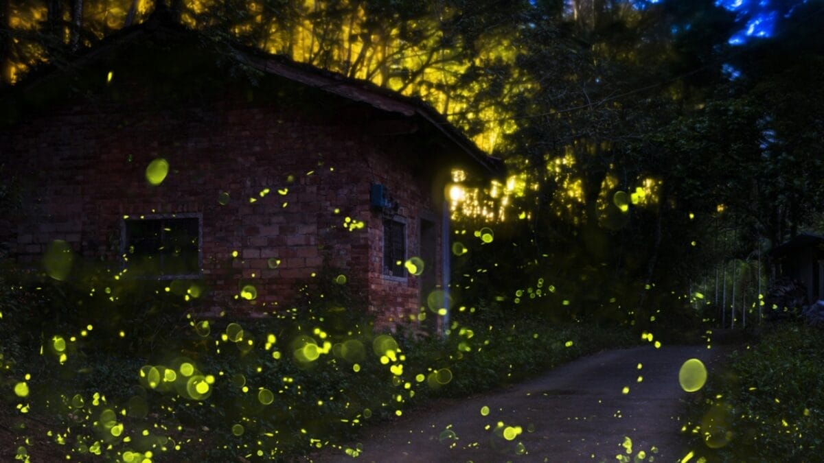 Fading Lights: The Plight of North America's Fireflies 4 Fading Lights: The Plight of North America's Fireflies - firefly with house ss279284309