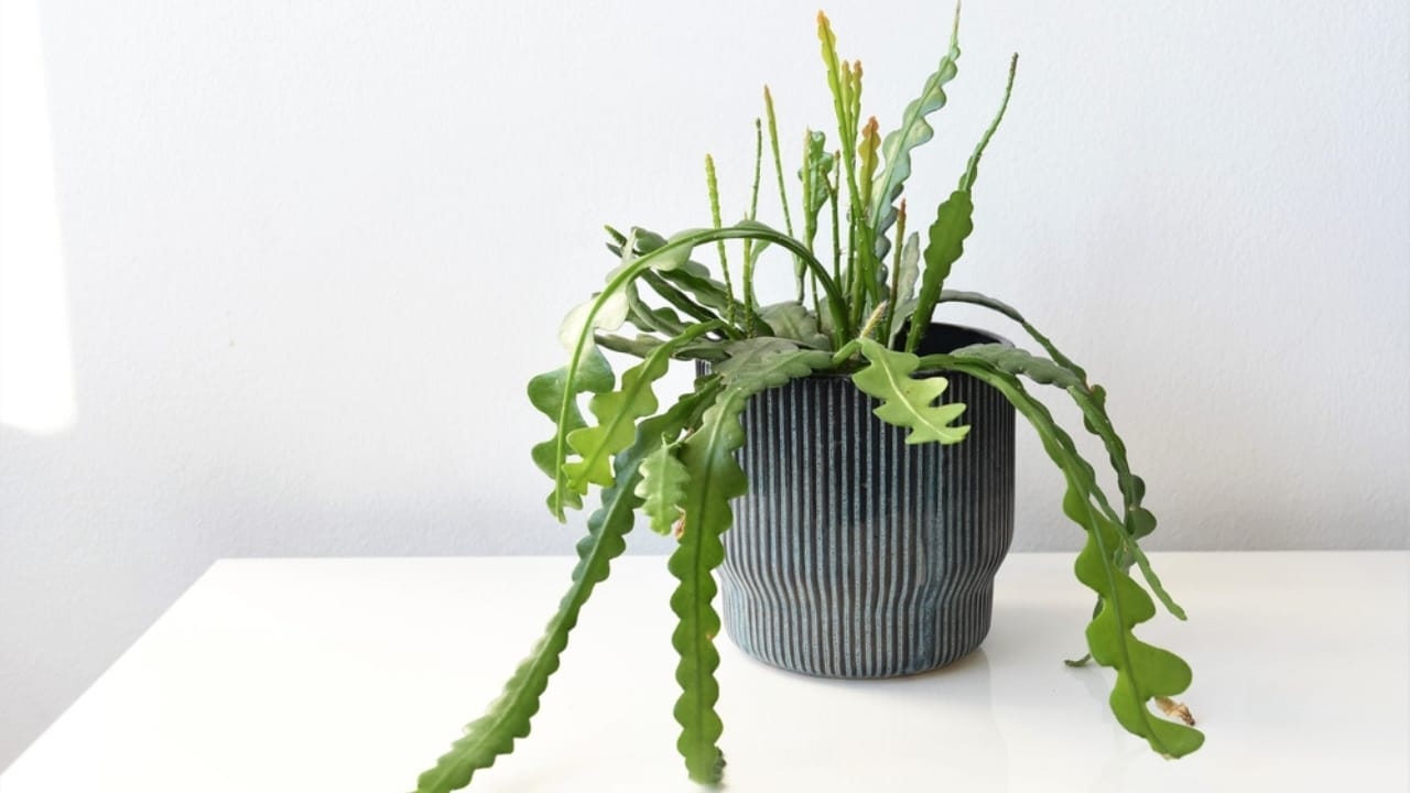 How to Grow & Care for the Quirky Fishbone Cactus Plant 4 How to Grow & Care for the Quirky Fishbone Cactus Plant - fishbone cactus plant ss2272483145