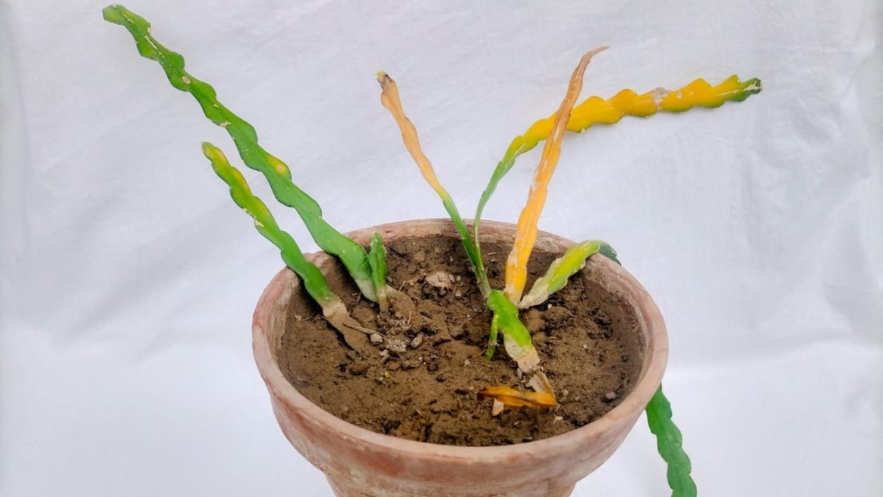 How to Grow & Care for the Quirky Fishbone Cactus Plant 7 How to Grow & Care for the Quirky Fishbone Cactus Plant - fishbone cactus pruning ss2482636965
