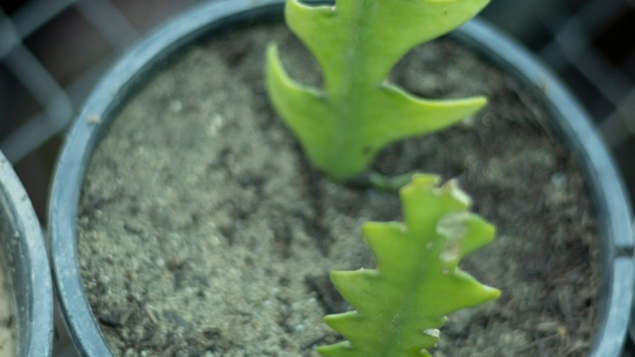 How to Grow & Care for the Quirky Fishbone Cactus Plant 5 How to Grow & Care for the Quirky Fishbone Cactus Plant - fishbone cactus soil ss2119262960