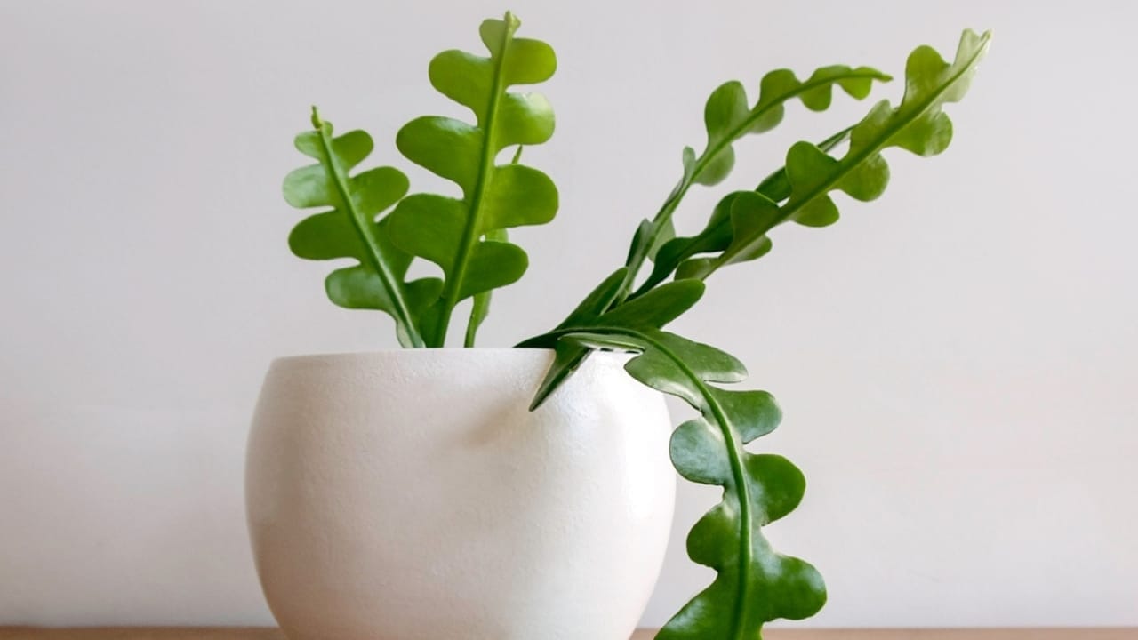 How to Grow & Care for the Quirky Fishbone Cactus Plant 3 How to Grow & Care for the Quirky Fishbone Cactus Plant - fishbone cactus ss2138058355