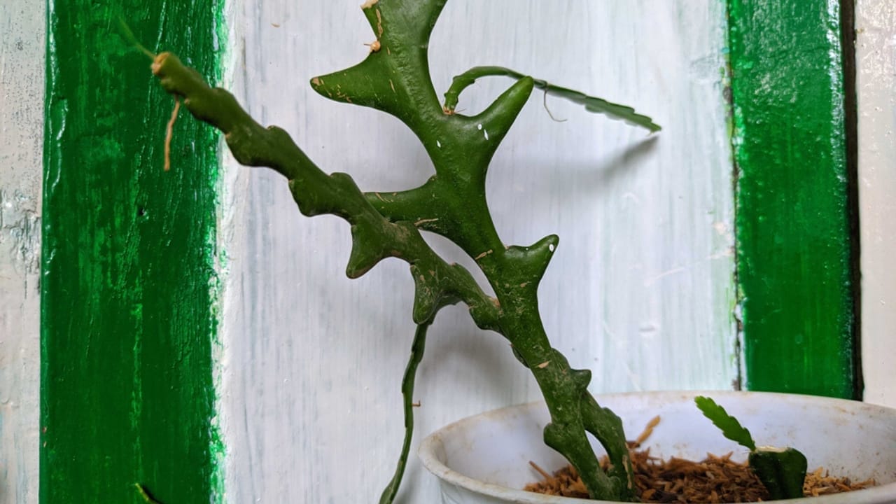 How to Grow & Care for the Quirky Fishbone Cactus Plant 8 How to Grow & Care for the Quirky Fishbone Cactus Plant - fishbone cutting ss1892028628