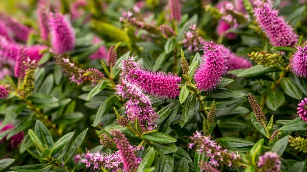 10 Reasons Why You Should Never Plant Butterfly Bush 11 10 Reasons Why You Should Never Plant Butterfly Bush - flower butterfly bush ss2054140436