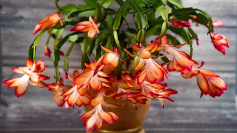 Follow These 10 July Tips to Make Your Christmas Cactus a Blooming Festive Wonder 2 Follow These 10 July Tips to Make Your Christmas Cactus a Blooming Festive Wonder - flower cactus schlumbergera ss2395050155