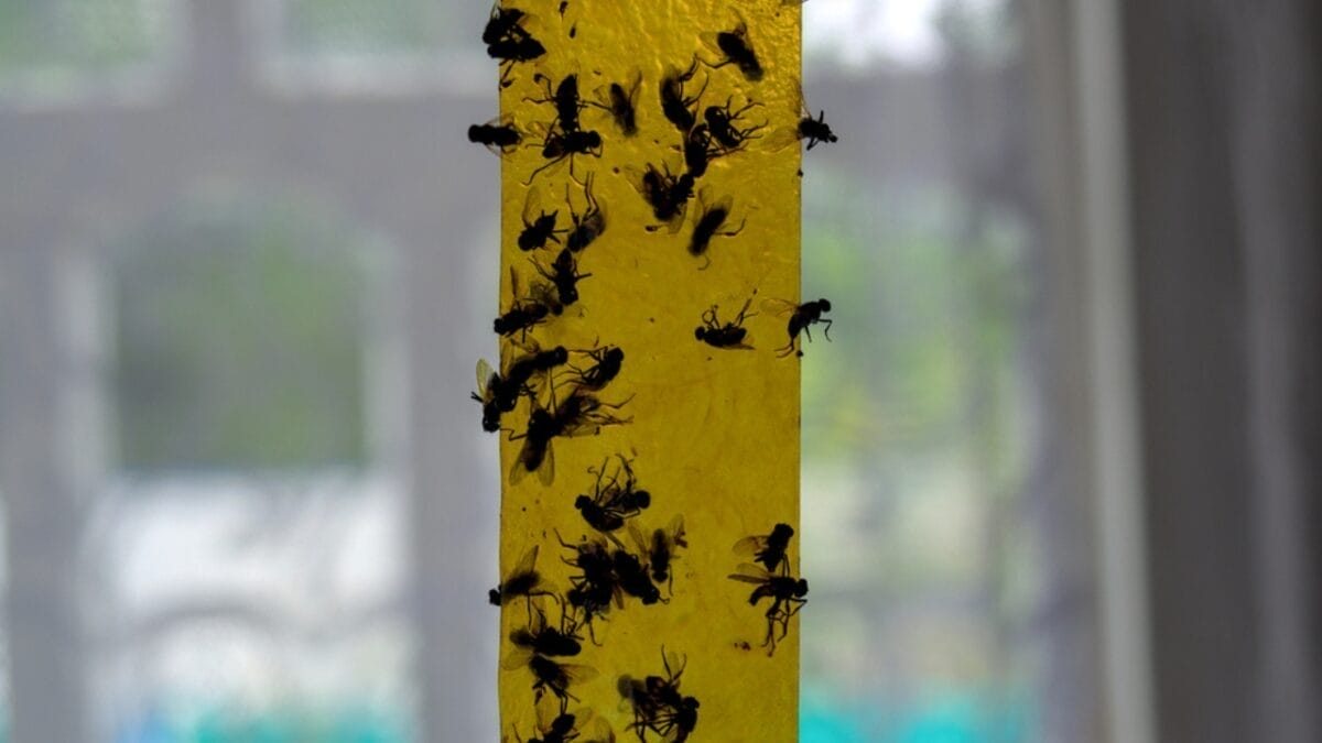 15 Effective Ways to Get Rid of Flies in Your House 16 15 Effective Ways to Get Rid of Flies in Your House - fly strips dp727811224
